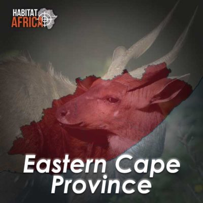 Eastern-Cape-Hunting-Destinations-Habitat-Africa