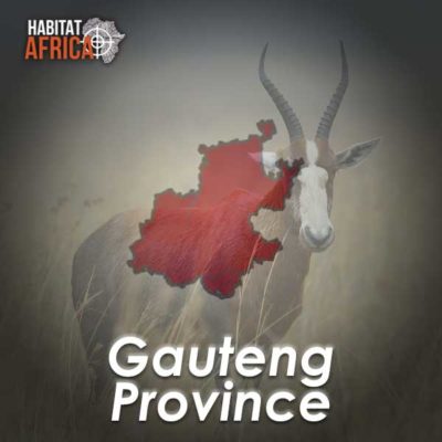 Gauteng-Hunting-Destinations-Habitat-Africa
