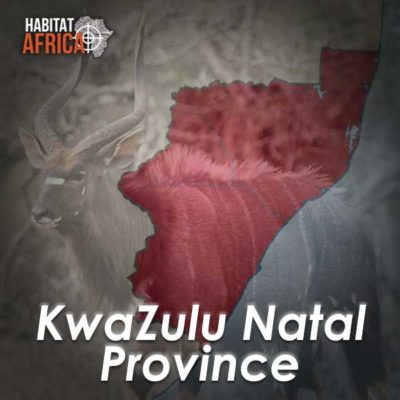 Kwazulu-Natal-Hunting-Destinations-Habitat-Africa