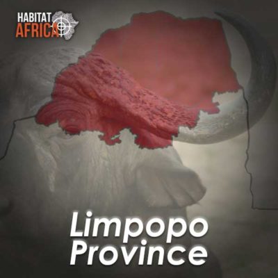 Limpopo-Hunting-Destinations-Habitat-Africa