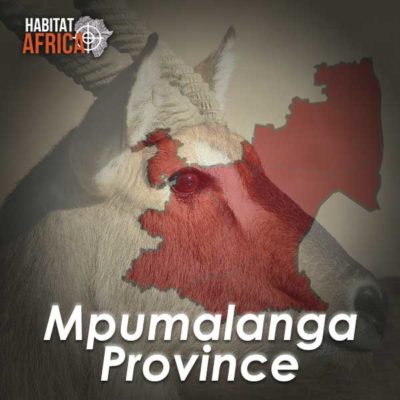 Mpumalanga-Hunting-Destinations-Habitat-Africa